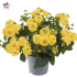 Lantana camara 'Shamrock Light Yellow'