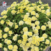 Lantana camara 'Bandana Red'