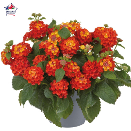 Lantana camara 'Bandana Red'