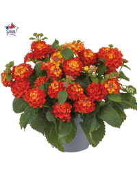 Lantana camara 'Shamrock Orange Flame'