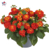 Lantana camara 'Shamrock Orange Flame'