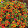 Lantana camara 'Bandana Red'