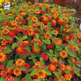 Lantana camara 'Bandana Red'