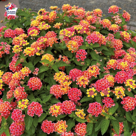 Lantana camara 'Bandana Red'