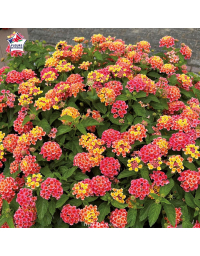 Lantana camara 'Shamrock Peach'
