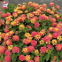 Lantana camara 'Shamrock Peach'