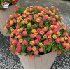 Lantana camara 'Bandana Red'