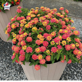 Lantana camara 'Bandana Red'