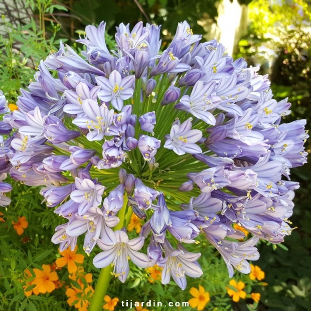 Agapanthus 'Megan's Mauve' Agapanthus 'Megan's Mauve'