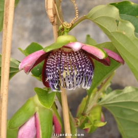 Passiflore 'Quadrangularis'