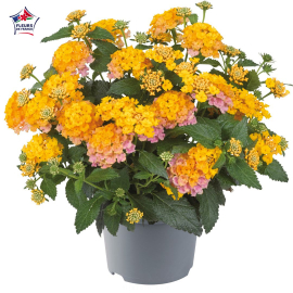 Lantana camara 'Bandana Red'