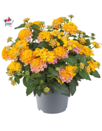 Lantana camara 'Shamrock Rose Gold'