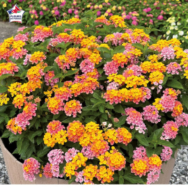 Lantana camara 'Bandana Red'