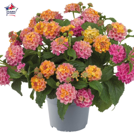 Lantana camara 'Bandana Red'