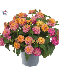 Lantana camara 'Shamrock Rose'