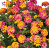 Lantana camara 'Bandana Red'
