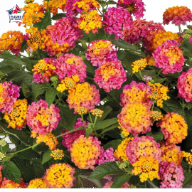 Lantana camara 'Bandana Red'