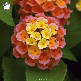 Lantana camara 'Bloomify Mango'