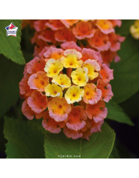Lantana camara 'Bloomify Mango'