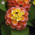 Lantana camara 'Bloomify Mango'