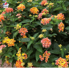 Lantana camara 'Bloomify Mango'