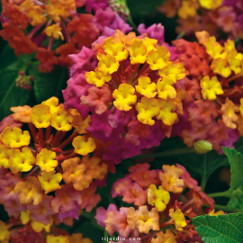 Lantana sellowiana 'Blanc'