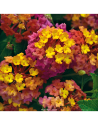Lantana camara repens 'Passion Fruit'