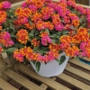 Lantana sellowiana 'Blanc'