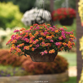 Lantana sellowiana 'Blanc'
