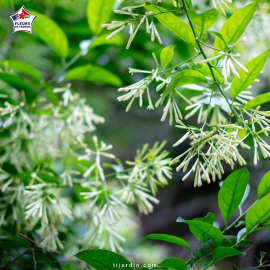 Cestrum nocturnum