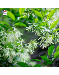 Cestrum nocturnum - Galant de nuit -