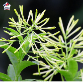 Galant de nuit - Cestrum nocturnum