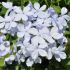 Plumbago capensis - Dentelaire du Cap