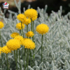 Santolina chamaecyparissus (santoline petit-cyprès)