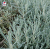 Santolina chamaecyparissus (santoline petit-cyprès)
