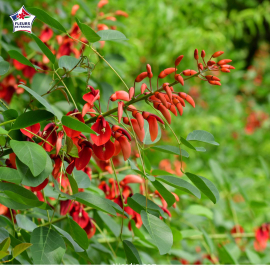 Erythrina crista-galli (érythrine crête-de-coq, arbre corail)