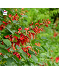 Erythrina crista-galli - Érythrine crête-de-coq, arbre corail