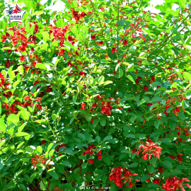 Erythrina crista-galli (érythrine crête-de-coq, arbre corail)