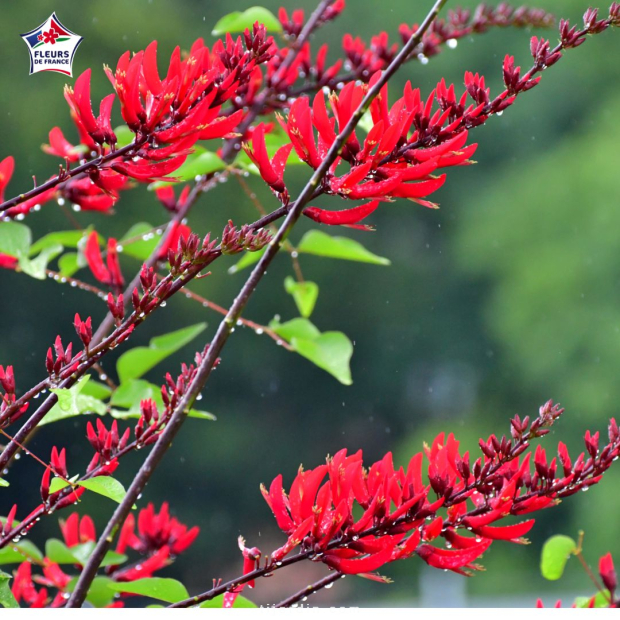 Erythrina x bidwilli