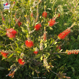 Callistemon laevis (rince-bouteille)