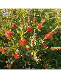 Callistemon laevis - Rince-bouteille