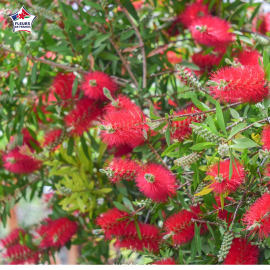 Callistemon laevis (rince-bouteille)