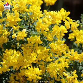Coronilla valentina glauca (Coronille glauque)