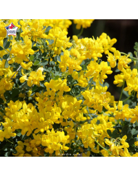 Coronilla valentina glauca - Coronille glauque