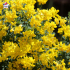Coronilla valentina glauca (Coronille glauque)