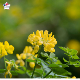 Coronilla valentina glauca (Coronille glauque)