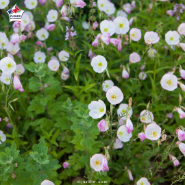 Oenothera speciosa (onagre rose, primevère du Missouri)