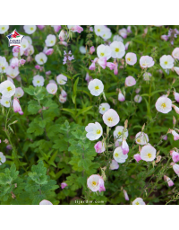 Oenothera speciosa - Onagre rose, primevère du Missouri