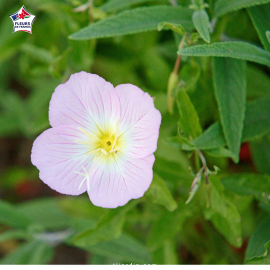 Oenothera speciosa (onagre rose, primevère du Missouri)