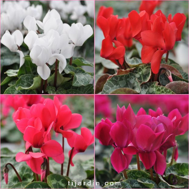 Cyclamen 'Fantasia' par lot de 4 Cyclamen 'Fantasia' par lot de 4